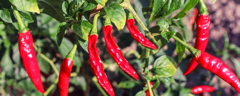 幸福树冬天怎么养（幸福树冬天怎么养才能茂盛）