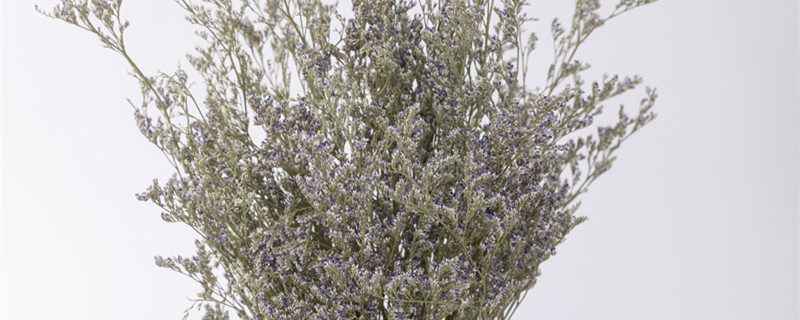 情人草花语（情人草花语是不好的吗）