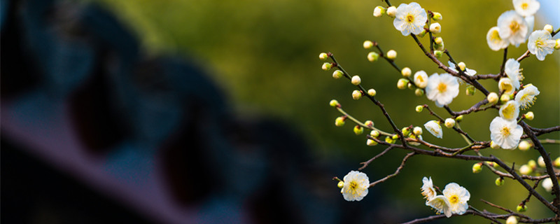 梅花的象征意义 梅花的象征意义和相关古诗词名句