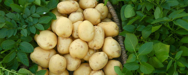 一株土豆留几根苗 种土豆留几根苗