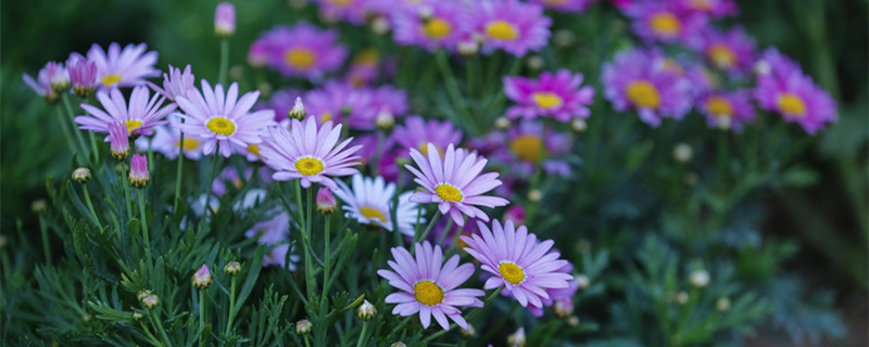 玛格丽特花夏天休眠吗（玛格丽特花怎么过夏天）