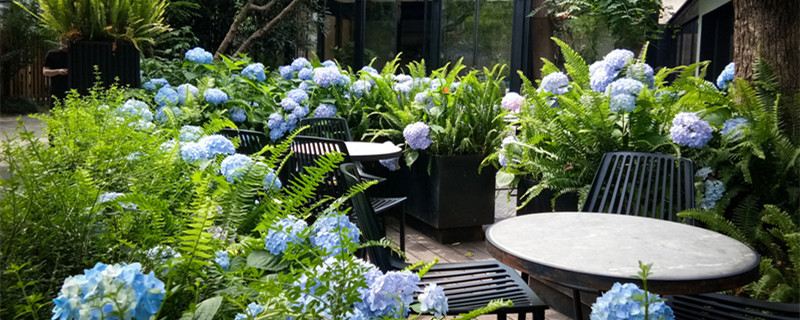 家庭养花叶子发黄怎么办（家养花卉叶子发黄如何救治）