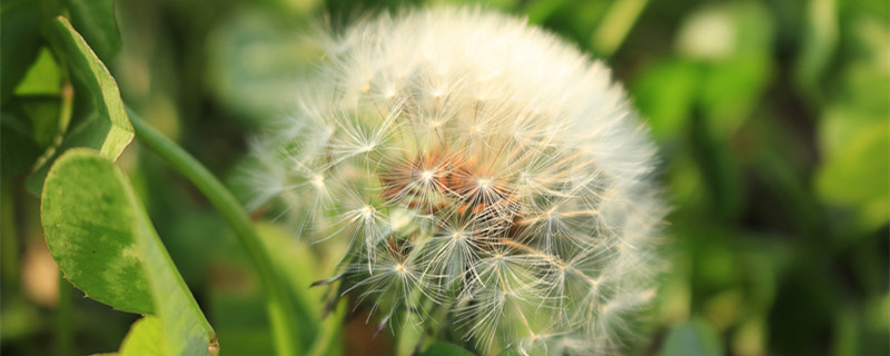 花的含义和代表 花的含义和代表花语