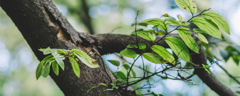 龙须树移栽注意事项 龙须树的栽培方法