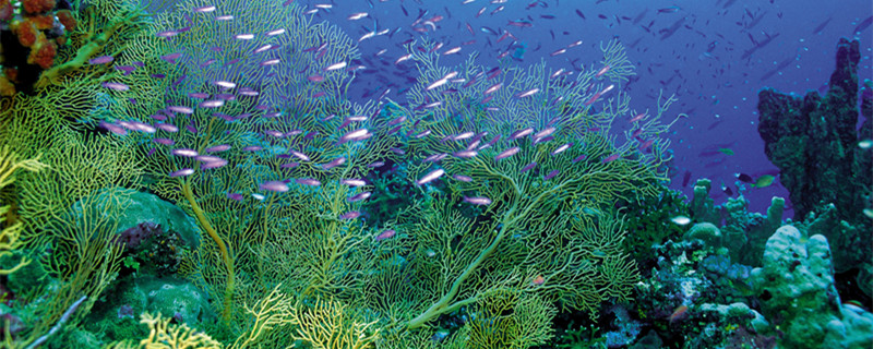 养球藻一定要营养液吗（球藻需要营养液吗）