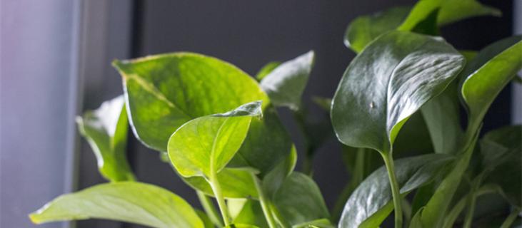 绿萝双层盆怎么浇水 刚分盆的绿萝可以浇水吗