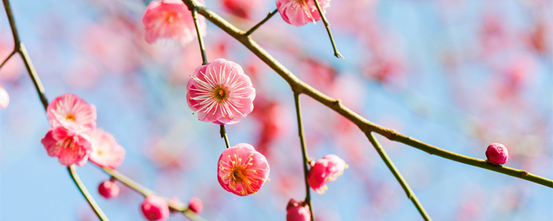 花的生长过程(花的生长过程的六个阶段)