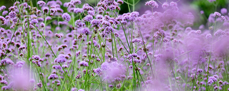 薰衣草几月份开花 薰衣草几月份开花?