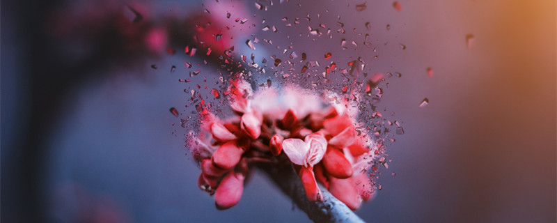 金蝉花和蝉花的区别（金蝉和金蝉花有关系吗）