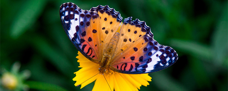 枯叶蝶的寓意（枯叶蝶的寓意是什么意思）