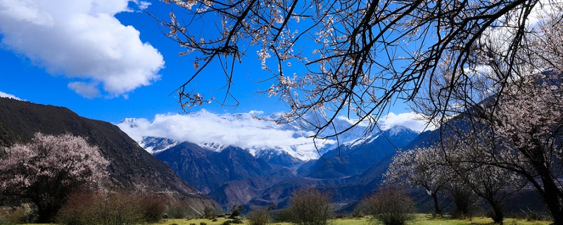 梨树锈病的防治方法(梨树锈病害图片及防治方法)