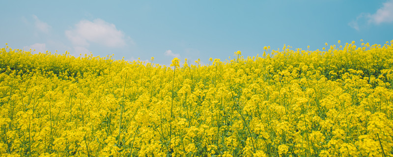 油菜花几月份开（油菜花几月份开花）