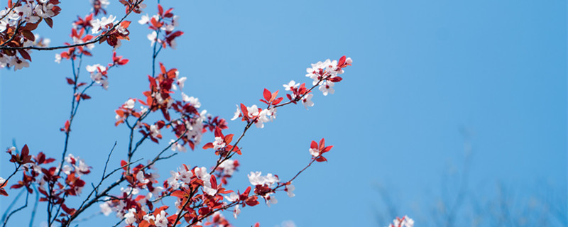 紫叶李是李子树吗（紫叶李是李子树的一种吗）