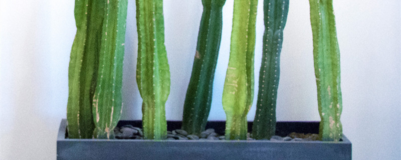 将军柱开花吗（将军柱会开花吗）