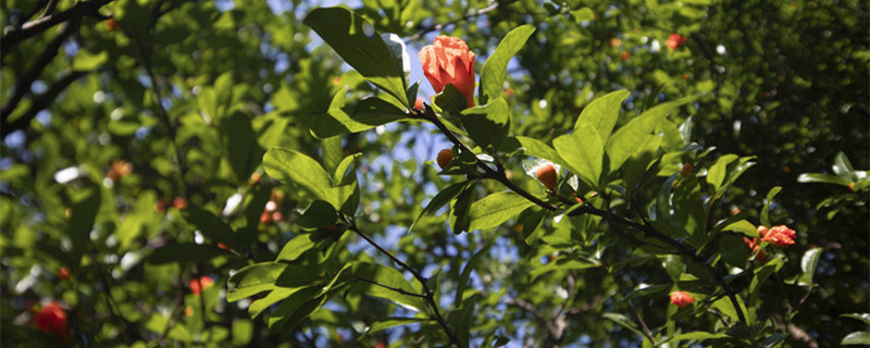 石榴花几月开（石榴花几月开放时间）