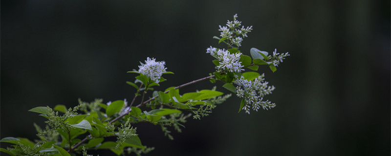 九里香种在家里禁忌（九里香种在家里禁忌,只需要注意四个要点即可发财...）
