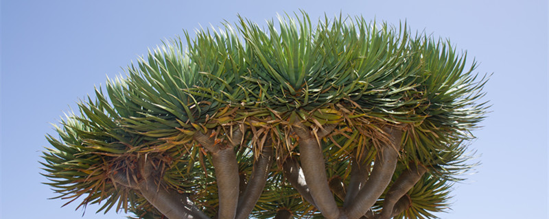 海南龙血树有什么寓意 海南龙血树的寓意