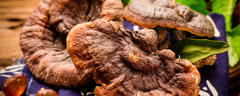 灵芝怎么种植（挖回来的野生灵芝怎么种植）