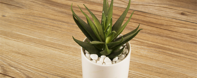 琉璃殿怎么浇水（琉璃殿怎么养）