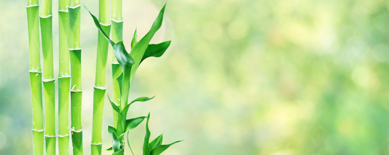 富贵竹叶子发黄怎么办 富贵竹叶子发黄怎么办?教你几招轻松应对!