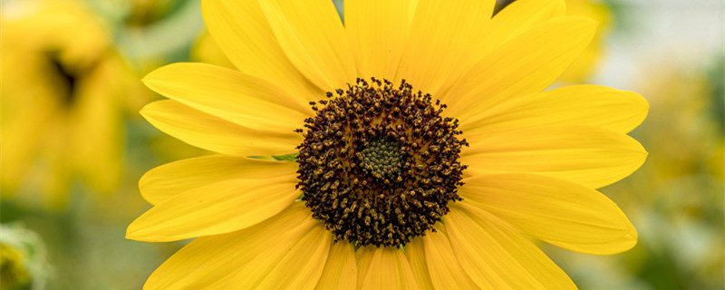 种向日葵的方法 种向日葵的方法和步骤图画表面