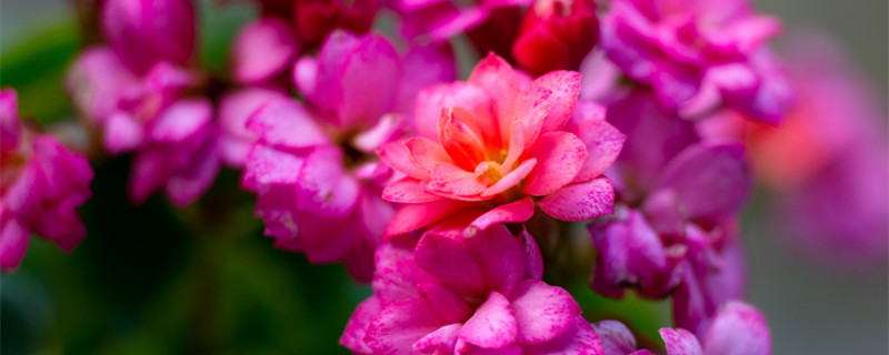 夏天长寿花叶子发黄发软怎么办（长寿花开花但叶子发黄发软怎么办）
