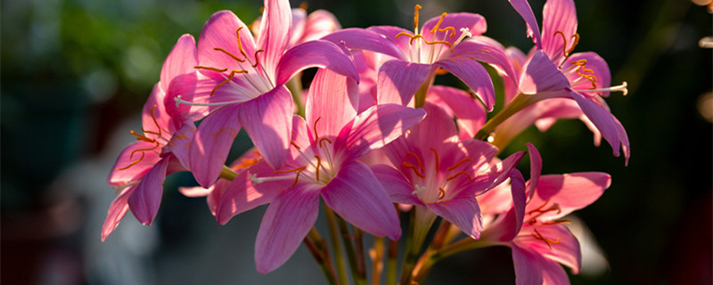 预报天气的植物（预报天气的植物和动物）