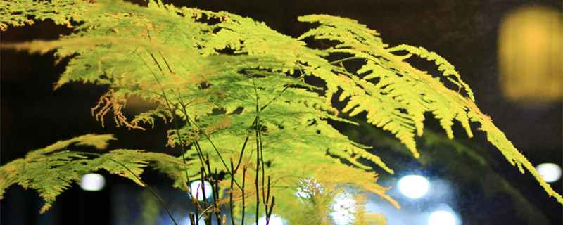 文竹盆景怎么养（文竹盆景怎么养浇水）