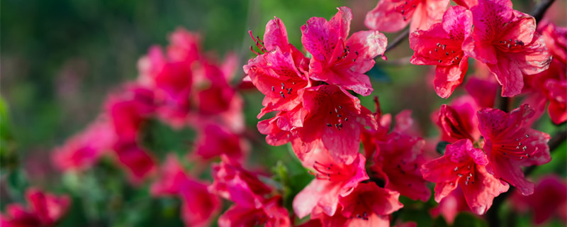 杜鹃花的养殖方法（杜鹃花的养殖方法和修剪）