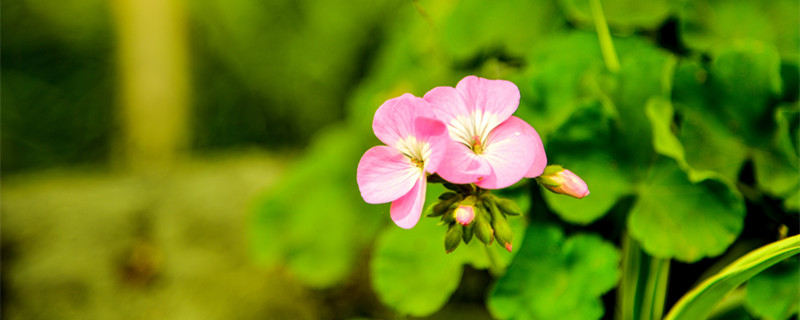 天竺葵夏天怎么养 天竺葵夏天怎么养浇水