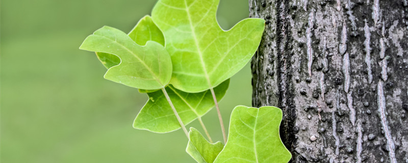 七叶树是菩提树吗（七叶菩提树果实）