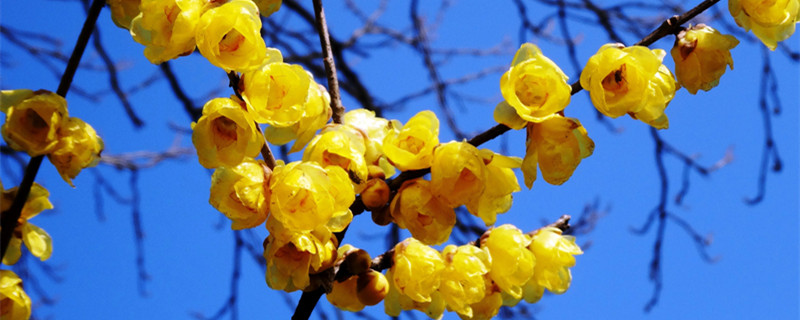 腊梅种子 腊梅种子可以种出腊梅树吗