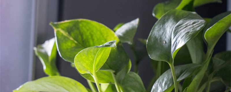 水培植物有哪些 家养水培植物有哪些