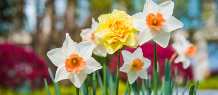 水仙花的养殖方法水培 水仙花的养殖方法水培温度