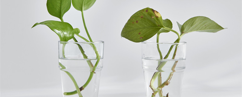 绿萝叶子发黄怎么办 刚买回来的绿萝叶子发黄怎么办