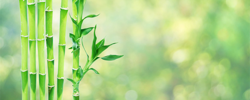 家里红竹怎么养(盆栽红竹怎么养)