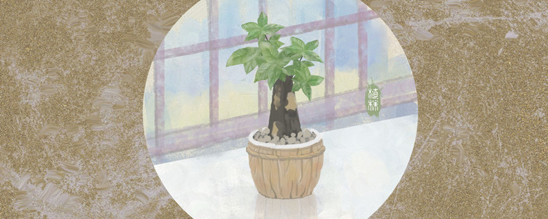 哪种大型绿植好养(哪些大型绿植好养活)