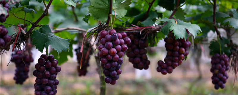噻苯隆在葡萄上花前使用方法 葡萄花前用什么药