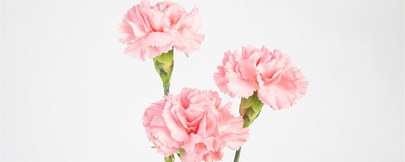 康乃馨和玫瑰哪个保存时间长 玫瑰花期长还是康乃馨花期长