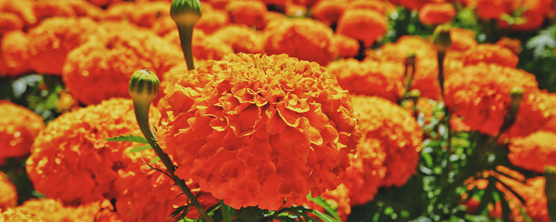 驱蛇的植物都有哪些 有驱蛇作用的植物介绍