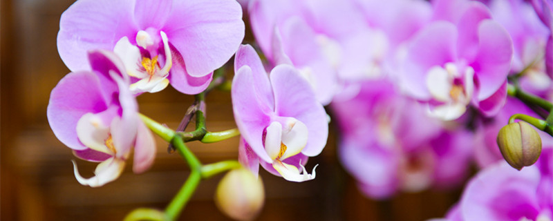 兰花怎么养才能开花 兰花怎么养才能开花?