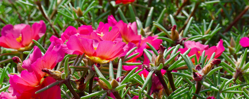 下午开花的有哪些 下午开什么花