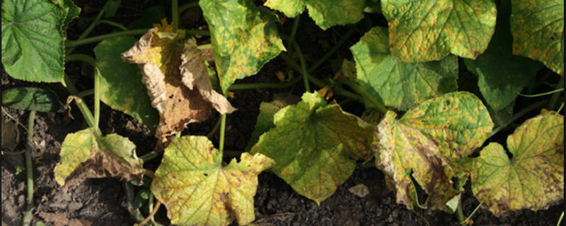 植物白粉病是什么原因 植物白粉病是什么原因白