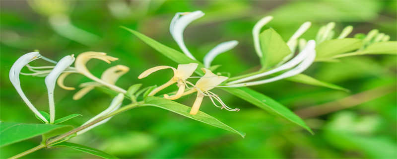 金银花叶子上有白霜是什么问题（金银花叶子发白）