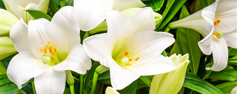 百合北方地栽越冬可以吗（百合北方大地种植能越冬吗）