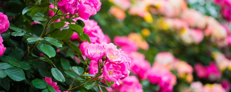 红木香是什么花 红木香是什么花卉