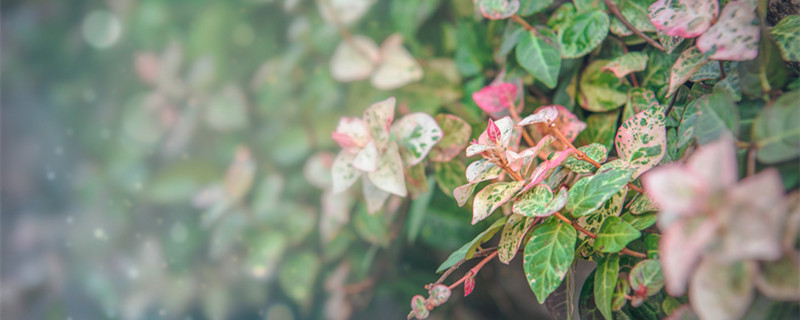 洛石花叶怎么养（花叶络石怎么繁殖）