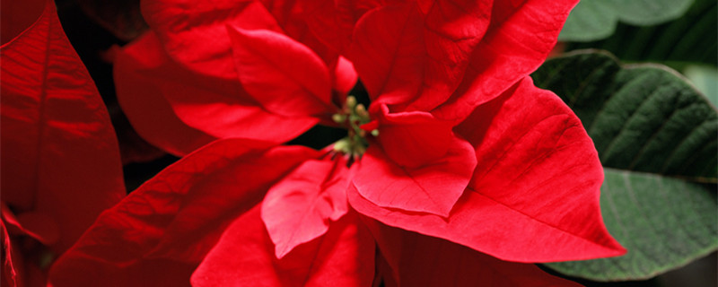 一品红的养殖方法 一品红的养殖方法和注意事项视频