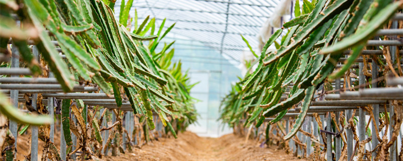 火龙果家庭种植方法(火龙果家庭种植方法如下)