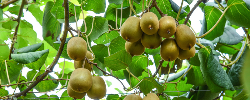 奇异果和猕猴桃区别 奇异果和猕猴桃有什么区别